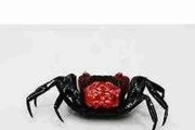 Krab red devil (Geosesarma hagen). Cetarius