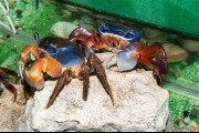 Krab tęczowy XL. Cetarius