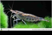 Krewetka Amano, Amano shrimp