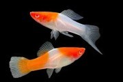 Mieczyk Koi. Cetarius