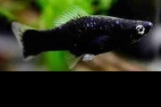Mieczyk czarny. Cetarius