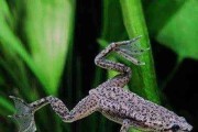 Karlik szponiasty (Hymenochirus boettgeri). Żabka do akwarium. Cetarius