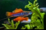 Mieczyk 100% PAPUZI KRAJOWY! Bezpieczna wysylka!