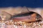 Kirysek sinogrzbietowy - Corydoras zygatus. Cetarius