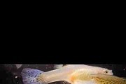 White Cobra