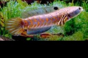 Wężogłów piękny - (Channa pulchra). Cetarius