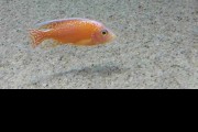 Pyszczaki Aulonocara Fire Fish Malawi Tanganika