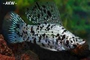 Molinezja żaglopłetwa dorosła mix kolorów. Cetarius
