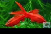 Brzanka wysmukła welonowa - Cherry barb - (Puntius titteya). Cetarius