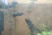 Molinezja