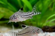 Kirys: Kirysek trójpręgi Corydoras trilineatus