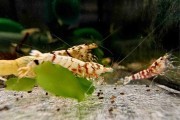 Krewetka Caridina Mix