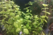 Bacopa Monnieri -  (Bakopa Drobnolistna (Brahmi))