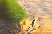 Neocaridina Yellow Neon