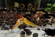 Krewetka Tiger Hybryda Orange Eyes
