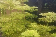 Rośliny z przycinki.