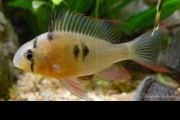 Pielęgniczka boliwijska (Mikrogeophagus altispinosus)