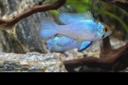 Ramireza Electric blue. Cetarius