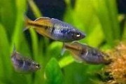 ​Nazwa: Tęczanka Boesemana, Wspaniała (Melanotaenia boesemani). Cetarius