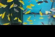 Pyszczaki Labidochromis Caeruleus Lions Cove