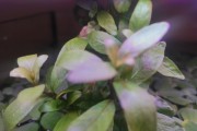 Hygrophila polysperma - Nadwódka