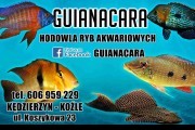 Hodowla ryb akwariowych " Guianacara"