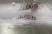 Zbrojnik Hypancistrus sp. L236 glonojad