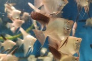 skalar ,,Bulgarian green""