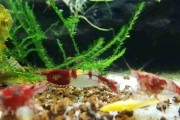 Krewetka Red Rili