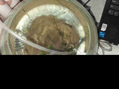 Gupik Pawie Oczko Narybek młody