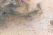 Corydoras rabauti