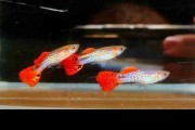 Gupik red cobra tuxedo dorosła Para. Cetarius