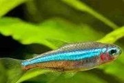 Neon zielony (Paracheirodon simulans). Cetarius