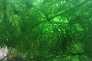 Limnophila sessiliflora, Valisneria spiralis, Pistia