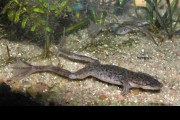 Hymenochirus boettgeri (Karlik szponiasty)