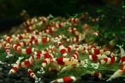 Krewetka Crystal Red