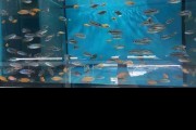 Pyszczaki Protomelas Boadzulu Red Empress Tanganika Malawi