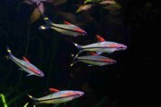 Brzanka Denisona. Cetarius