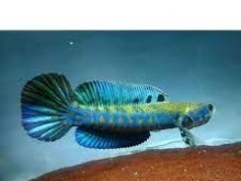 PEACOCK SNAKEHEAD / CNAHA BLUE PULCRA