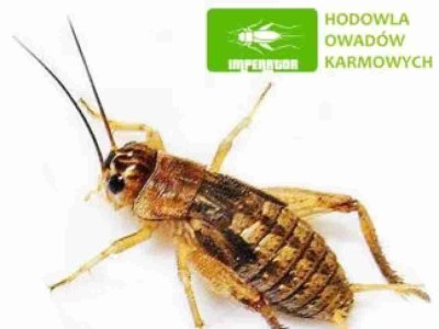 Świerszcze kubańskie ( 1 – 1,5 cm ) średnie 100 szt.