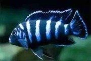 Pyszczak hełmiasty (Cyphotilapia frontosa). Cetarius