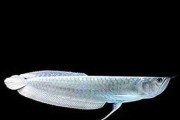 Arowana srebrna (Osteoglossum bicirrhosum). Cetarius