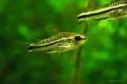 Promocja Kirys pigmej (Corydoras pygmaeus)