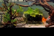 Doniczka do akwarium z korzeniem ozdobnym, aranżac