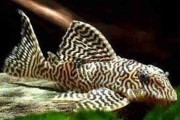 Zbrojnik L66 Hypancistrus 7cm-8cm. Cetarius