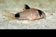 Promocja Kirys panda, Corydoras Panda. Cetarius