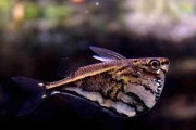 Pstrążenica marmurkowana - Marbled hatchetfish - (Carnegiella strigata). Cetarius