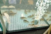 Bocja siatkowana