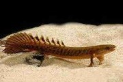 Wielkopłetwiec Polypterus teugelsi. Cetarius