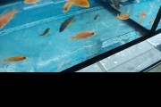 Pyszczaki Aulonocara Fire Fish Malawi Tanganika